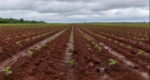 Irregularidade das chuvas limita plantio da soja em Mato Grosso
