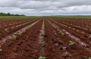 Irregularidade das chuvas limita plantio da soja em Mato Grosso