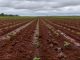 Irregularidade das chuvas limita plantio da soja em Mato Grosso